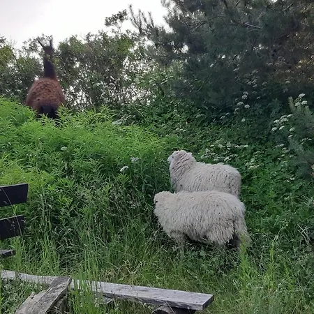 Parque de Campismo Domek Holenderski W Stadnine Koni Mazury Łukta