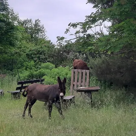Domek Holenderski W Stadnine Koni Mazury